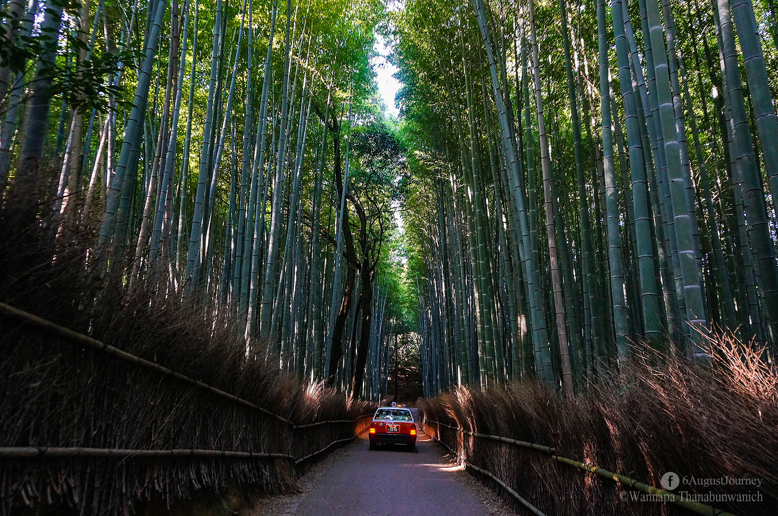 ป่าไผ่ เกียวโต