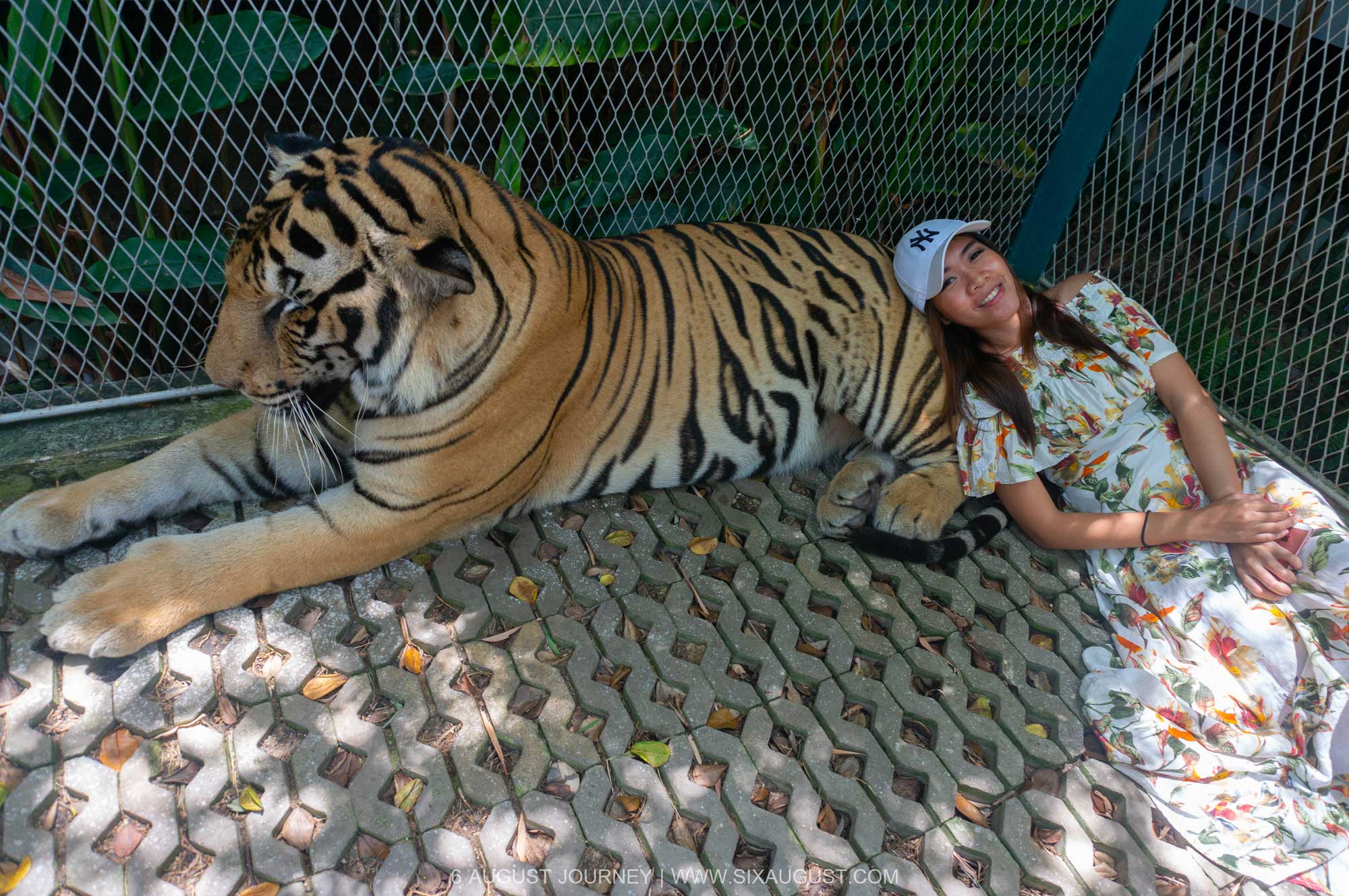 นอนหนุนน้องได้ tiger park pattaya ราคา